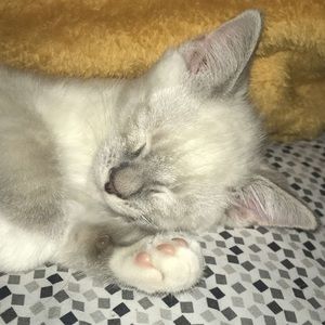 Meet your Posher, Jane